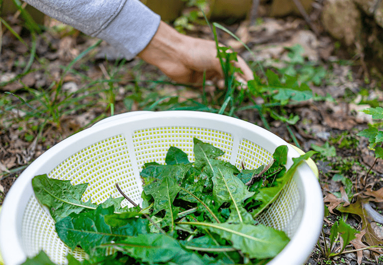 Foraging For Edible Plants: Ultimate Guide to Wild Food Hunting