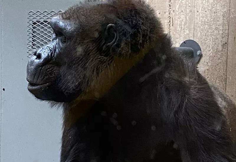 Gorilla