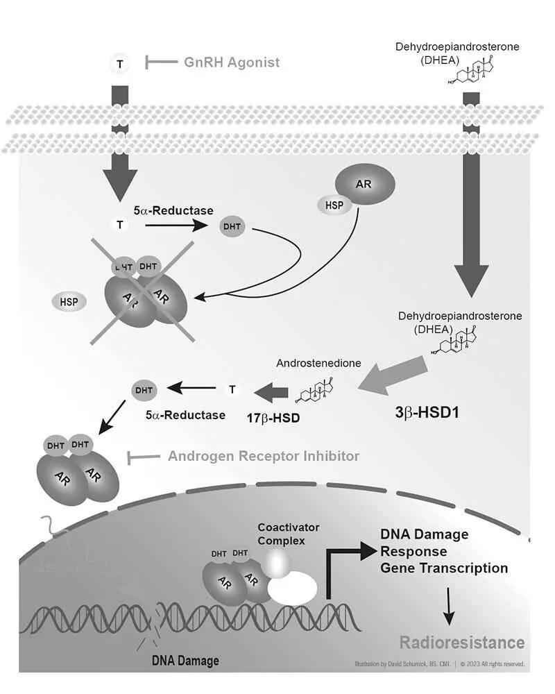 chematic overview depicting a bypass pathway that renders gonadal androgen blockade ineffective in prostate cancer cells.