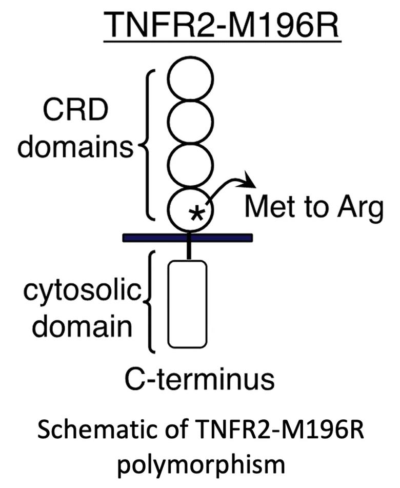 TNFR2 polymorphism