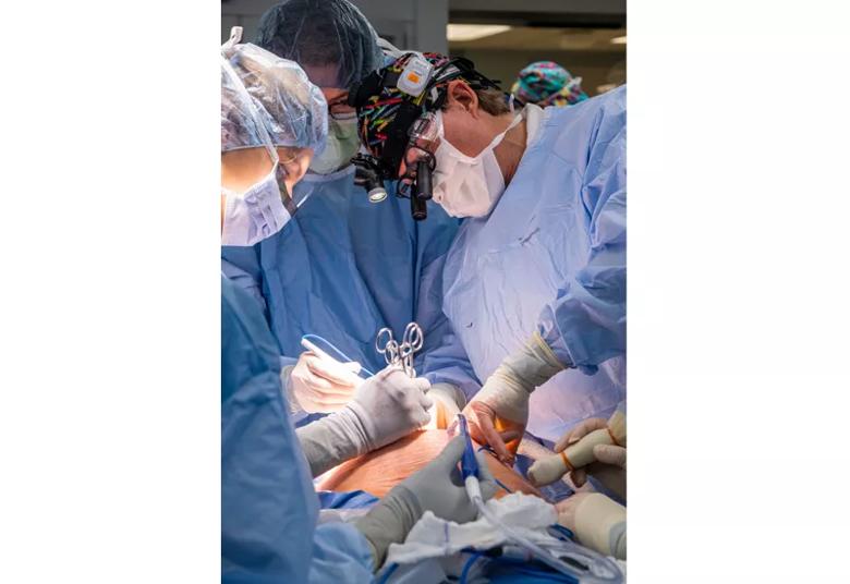 Drs. Cass and Amanda Kalan use a transverse laparotomy to expose the uterus.