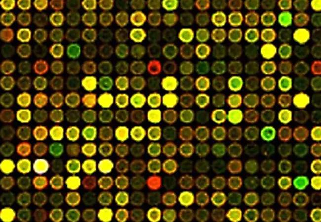 A gene expression microarray of the type to be used in the new study