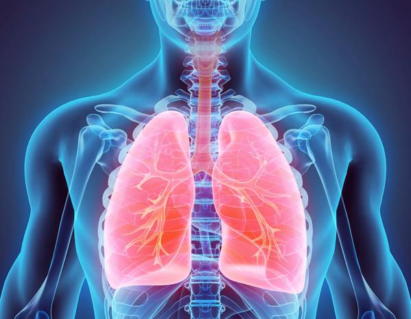 3D illustration of Lungs, medical concept.