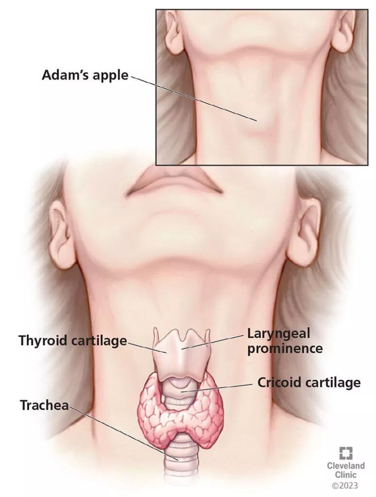 The vocal folds sit approximately midway between the inferior thyroid cartilage margin and the laryngeal prominence