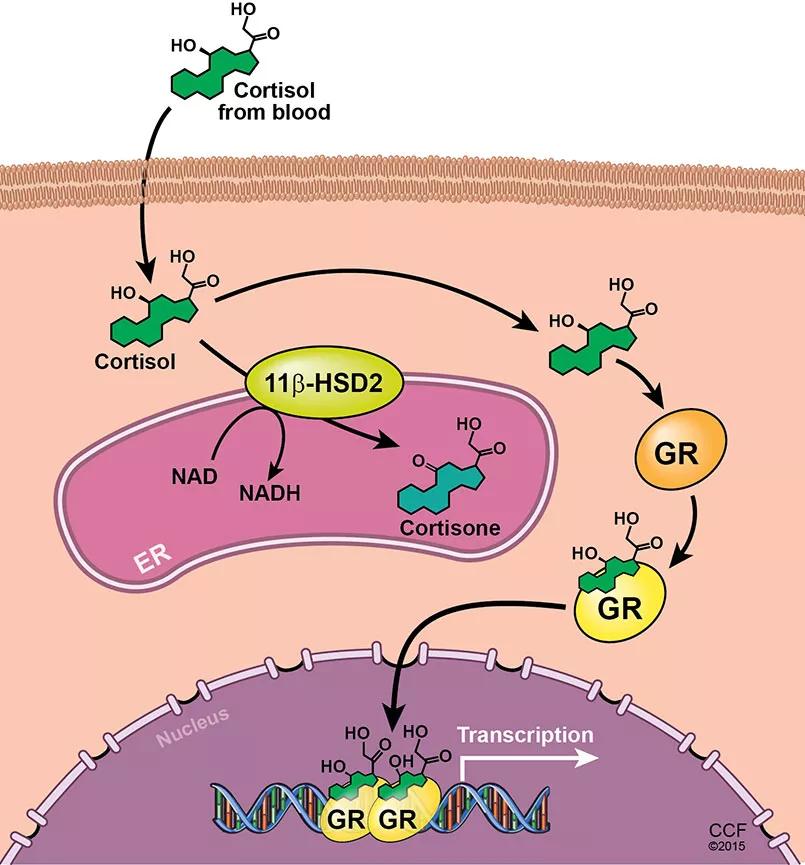 805x-INSET-GLUCOCORT-METABOLISM_SHARIFI_100397