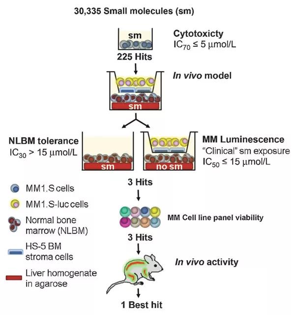 Figure. Schema of small-molecule screening algorithm. The in vivo model exposes normal bone marrow mononuclear (NLBM) cells constantly to small molecule (sm)–emitting liver, whereas luciferase-expressing MM1.S-luc cells, grown on resistance-conferring HS-5 bone marrow stroma cells in Transwell inserts, are exposed for 1 to 3 hours before they are placed with drug-equilibrated insert media (about 25% of well volume) into wells containing drug-free liver and NLBM with 75% small molecule–free media to simulate rapid single-dose clearance and the natural microenvironment. Three to 4 days later, drug-exposed NLBM cells are aspirated and analyzed by trypan blue flow cytometry, whereas MM1.S-luc survival is assessed by luminescence. The primary cytotoxicity screen and multiple myeloma cell line panel uses conventional constant small molecule exposure, with cellular ATP measurement and trypan blue flow cytometry after 3 to 4 days as readout of surviving cells, respectively. From Vatolin S, Phillips JG, Jha BK, et al. Novel Protein Disulfide Isomerase Inhibitor with Anticancer Activity in Multiple Myeloma. Cancer Res. 2016 Jun 1;76(11):3340-50.