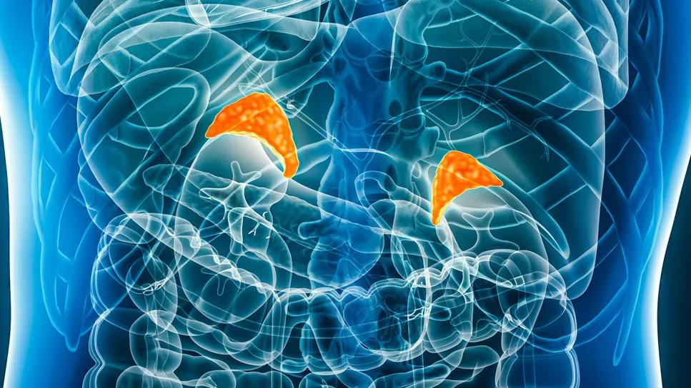 semaglutide and adrenal glands Where Are My What Role Do They Play in My Overall Well-Being?: The Endocrine Center: Endocrinology, Diabetes and Thyroid Specialists Adrenal Crisis | New England
