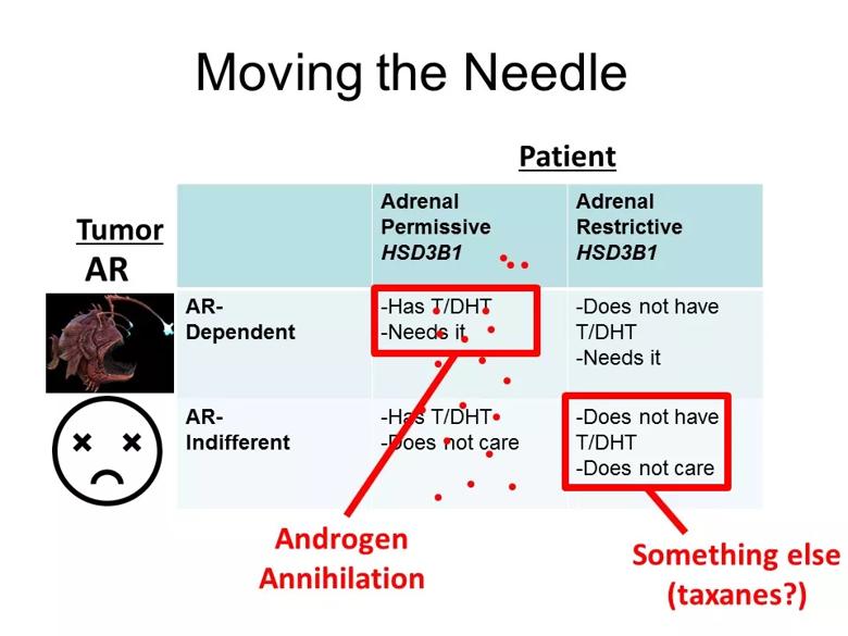 illustrates the interaction of tumor-intrinsic androgen receptor dependency and patient-dependent androgen metabolism.