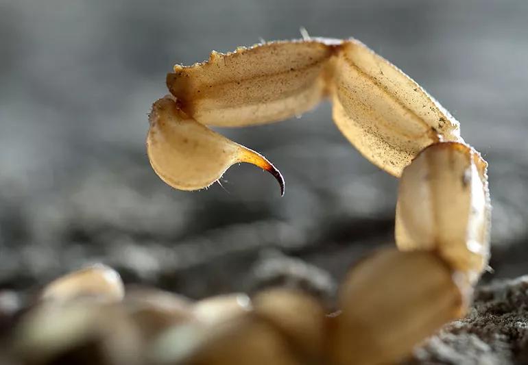 6 Remedies to Treat a Scorpion Sting at Home