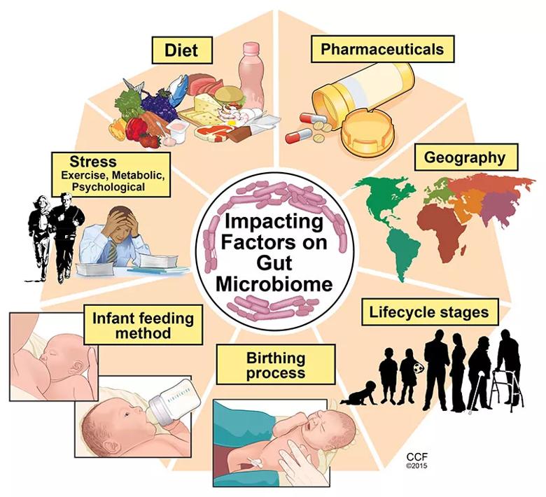 Inset Figure 1 Factors-Impacting-Gut-Microbiome