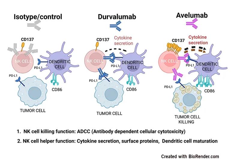 NK cell functions