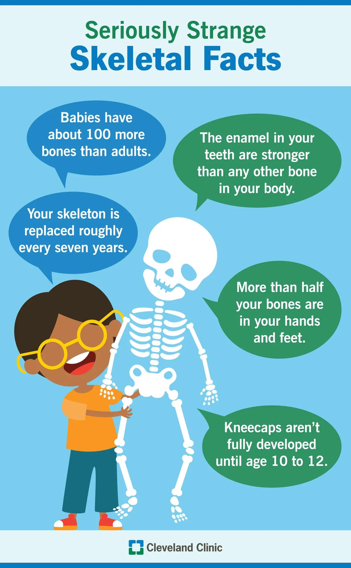 Skeleton and bone facts