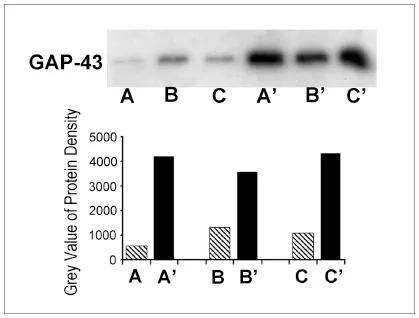 Ying-figure1