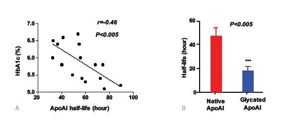 Apo A1 turnover in Hyperglycemia