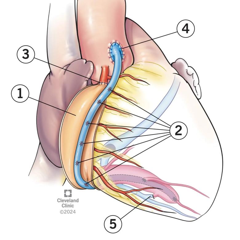 numbered illustration showing heart anatomy