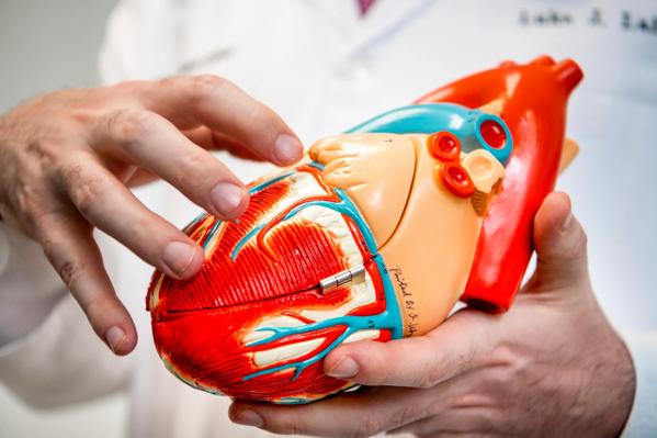 Hands holding model of a heart.