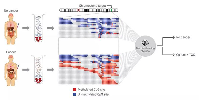Figure: Identification of cancer status for more than 50 cancer types, as well as tissue of origin localization, from a single blood draw. Cell-free DNA is isolated from blood samples drawn from a patient without cancer (top) or with cancer (bottom) and subjected to a targeted methylation sequencing assay. Sequencing results identifying methylated (red) or unmethylated (blue) CpG regions are fed into a machine-learning classifier that can identify the presence or absence of cancer, as well as identify the tissue of origin. Credit: Allen McCrodden, Associate Director, Creative Group, ProEd Communications.