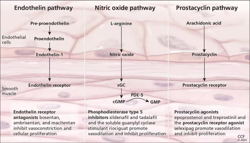 Endothelin Pathway, Nitric Oxide pathway, Prostacyclin pathway