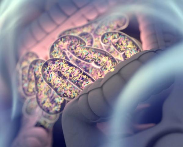 Gut bacteria , gut flora, microbiome. Bacteria inside the small intestine, concept, representation. 3D illustration.