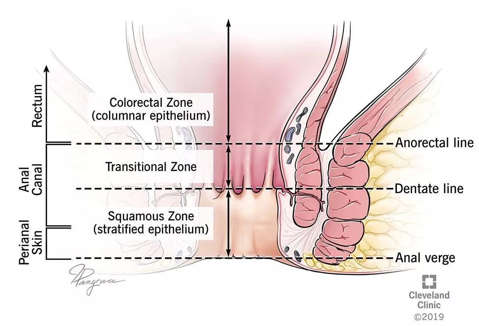 Anatomy