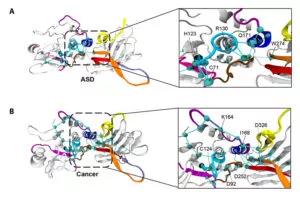 The global metapaths of the ASD-associated mutant PTEN phenotype (top) and cancer-associated mutant PTEN phenotype (bottom).