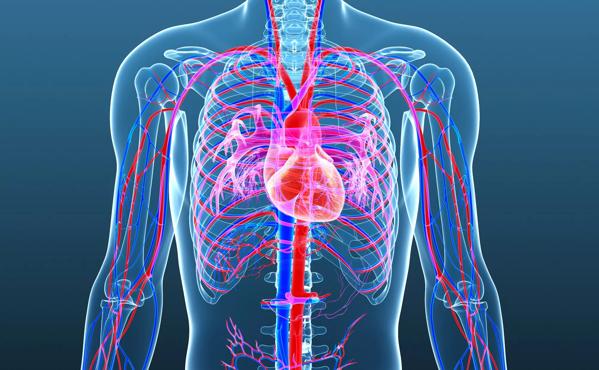 Male circulatory system