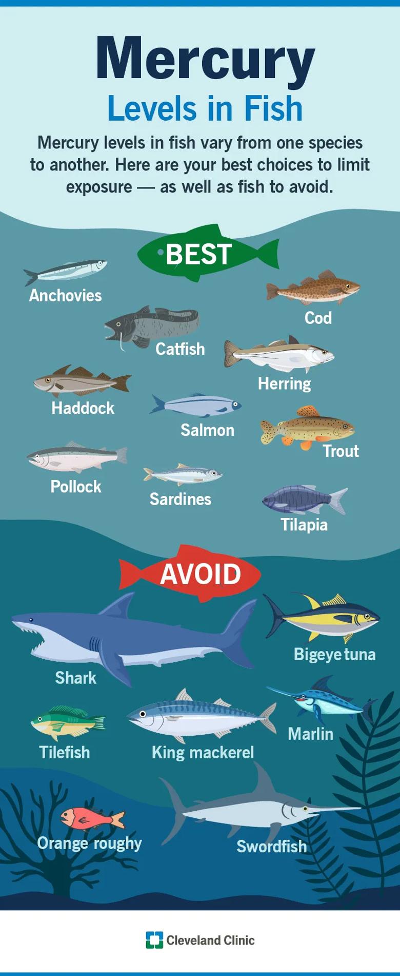 Mercury levels in fish, with ones to avoid and ones that are best to eat