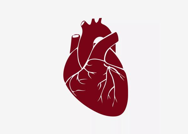 illustration of realistic heart