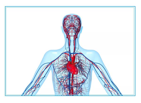 Circulatory System, Heart and Blood Vessels