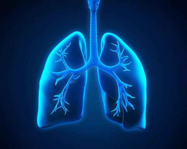 Lung and Bronchi