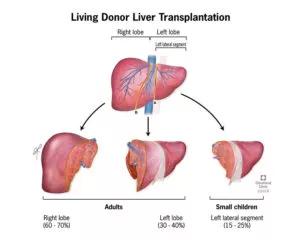 Liver