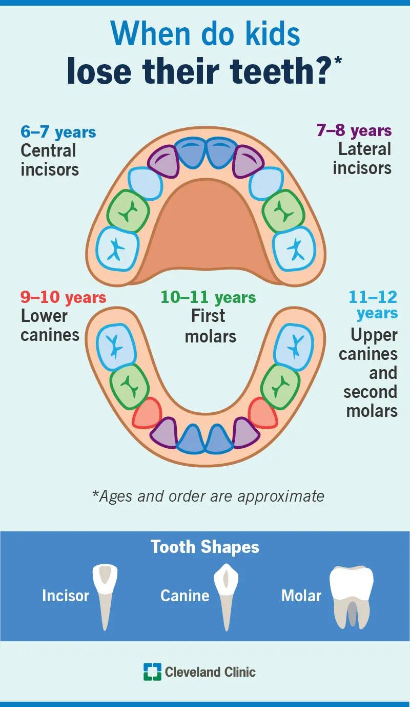 When and which teeth kids lose