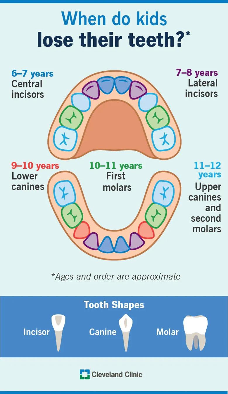 When and which teeth kids lose