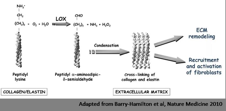 Targeting the “stiffness signal”