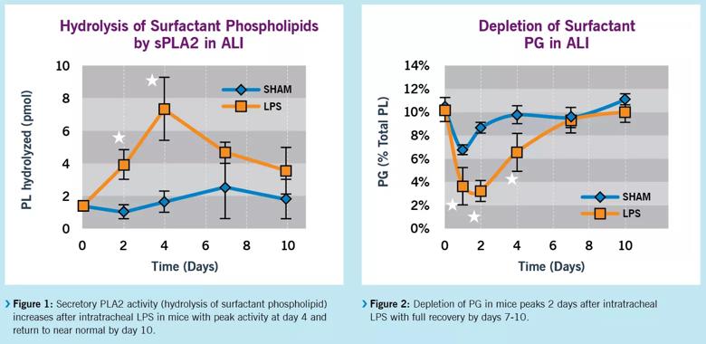 hydrolysis of surfactant phospholipid