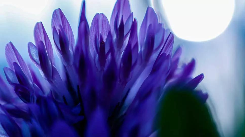 bakuchiol plant Psoralea corylifolia babchi natural retinol alternative 2026