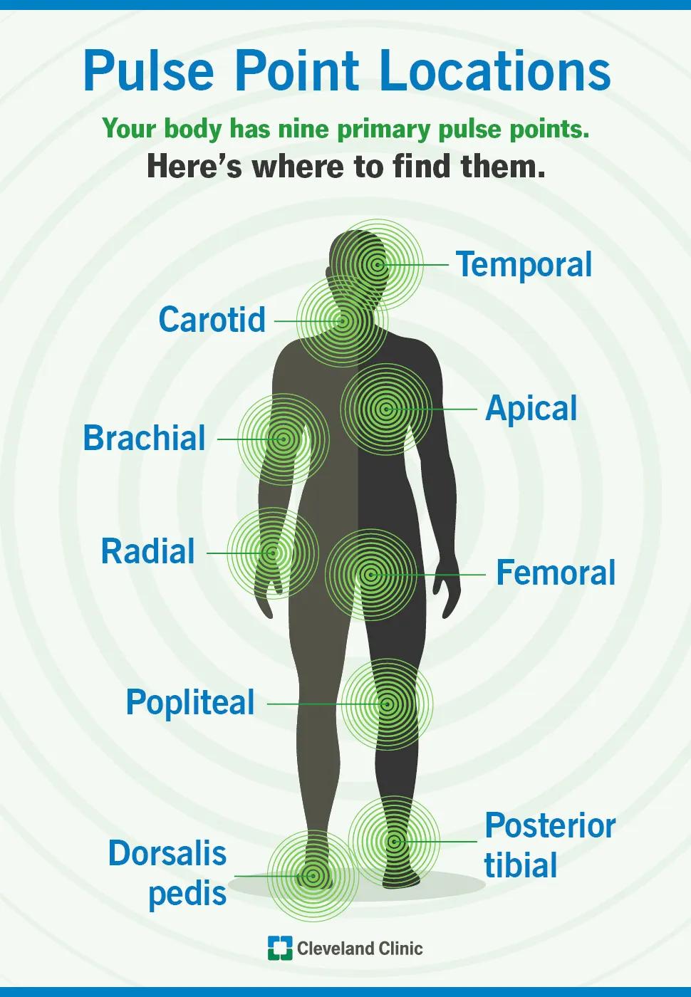 The nine pulse point locations on the body
