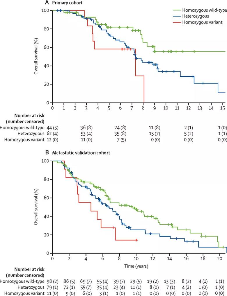 Overall survival according to HSD3B1 genotype in (A) the primary study cohort 