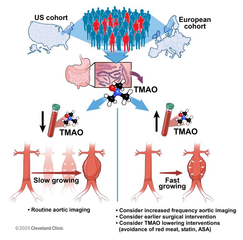 TMAO's effect on aneurysm growth and clinical management