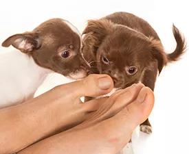 Puppies!
