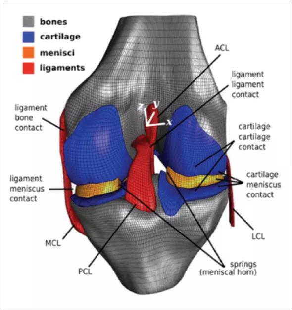 Figure 2. Computational models of the knee joint can provide the means to predict tissue mechanics as a function of joint movements.  In the case of cruciate ligaments, for example, activities putting ligaments at risk of injury can be identified. Simulations can also be used for virtual prototyping — e.g., mechanical capacity of cruciate ligament reconstruction to stabilize the joint can be evaluated a priori. With its open-development philosophy, Open Knee(s) enables both the original developers and others to conduct such investigations to realize widespread and effective use of computational modeling in musculoskeletal biomechanics. 
