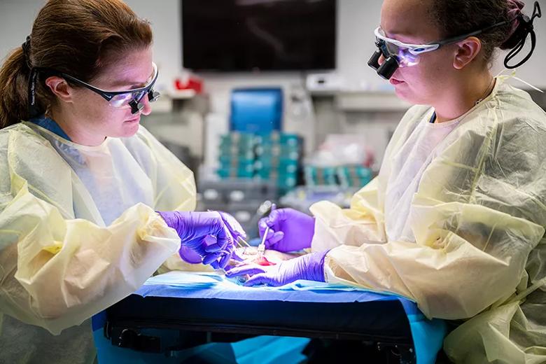 Two students practice with surgical tools on a cadaver hand