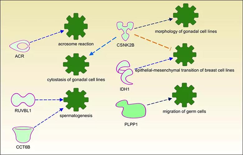 Biomarkers for identifying patients susceptible to Hodgkin’s disease or Hodgkin’s lymphoma (HL)