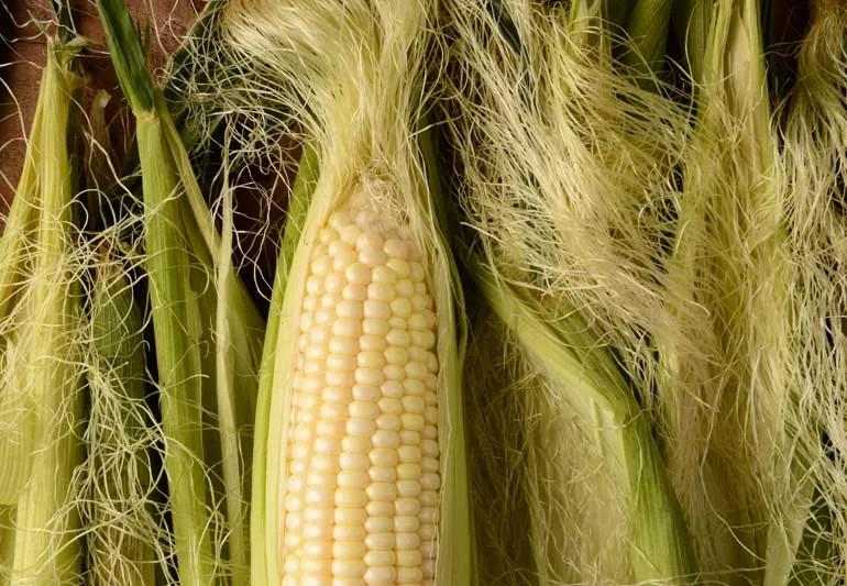 Should You Eat Corn Silk 4 Health Benefits