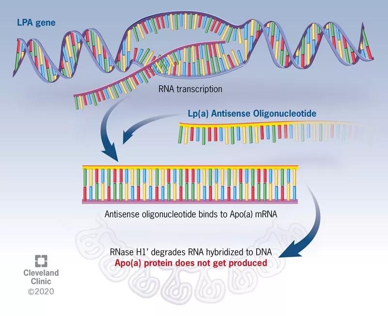 mechanism of action of lipoprotein(a) antisense therapy