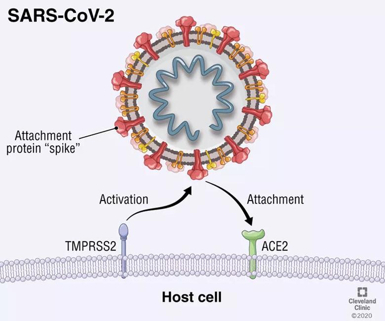 ACE2 and TMPRSS2 both allow entry points for SARS-CoV-2.