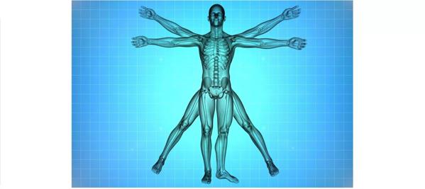 X-ray depiction of the Vitruvian man