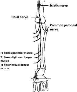 Anatomy