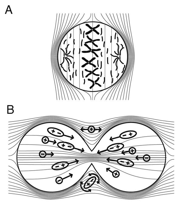 Fig-1-A-&-B-590-x-680