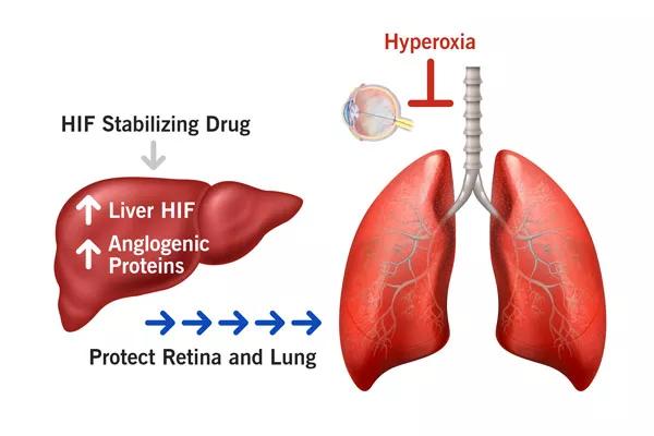 Graphic of the fetal liver can be induced to remotely protect the retina and lung